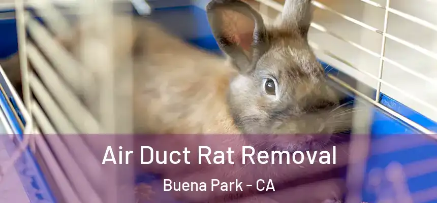  Air Duct Rat Removal Buena Park - CA