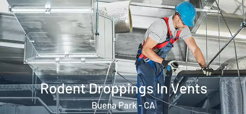 Rodent Droppings In Vents Buena Park - CA